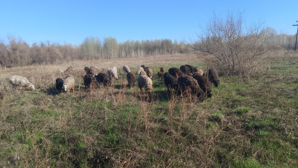 Семіз жас марқалар Сатылады