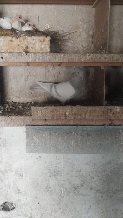 Продам голубей,разных