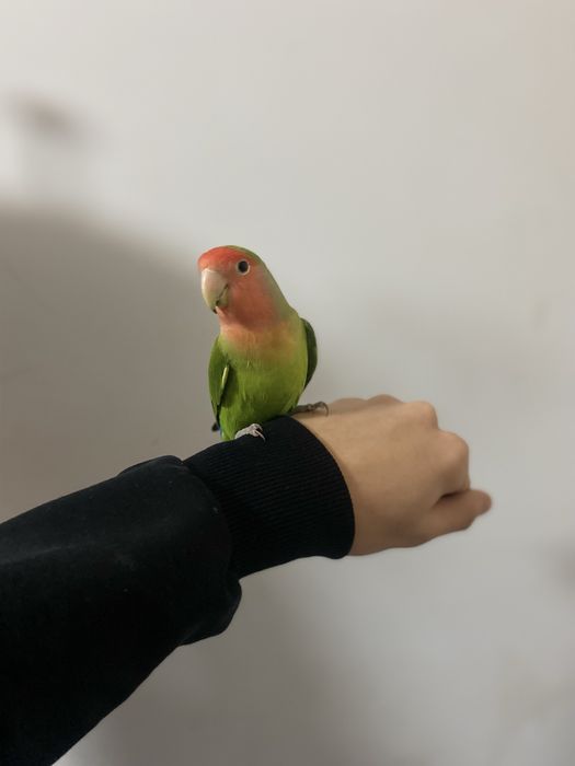 Продаю прирученных Папугаев
