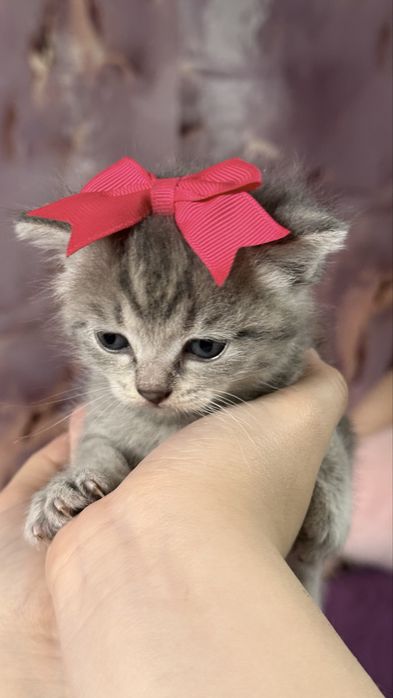 Котята 1 месячный