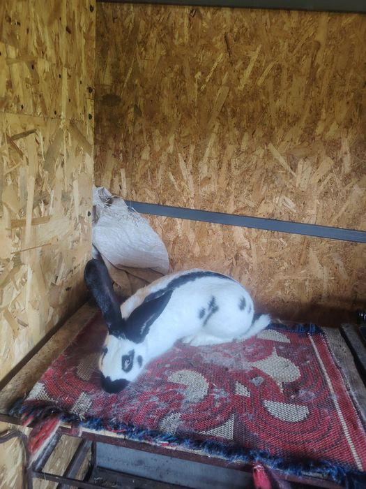 Disponibili iepuri diferite rase