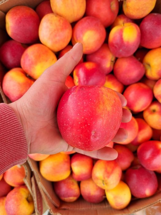 Vând mere calitate superioară