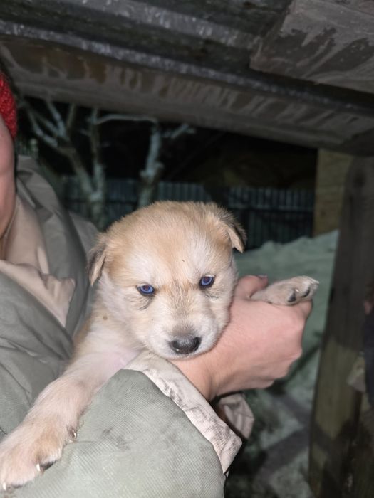 Хаски щенки отдадим бесплатно