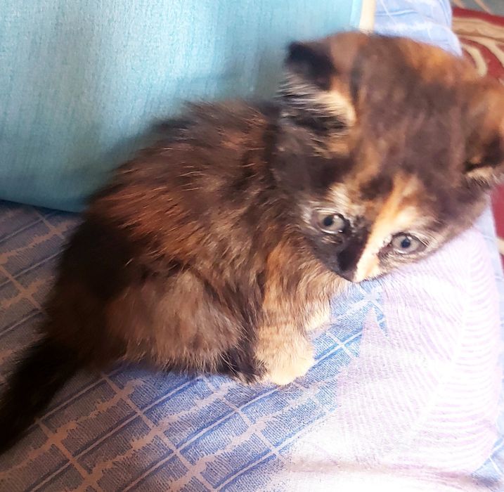 Отдам маленького котенка 1 месяц девочка