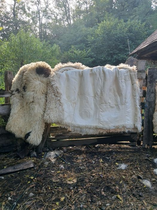 Cojoace ciobănești!