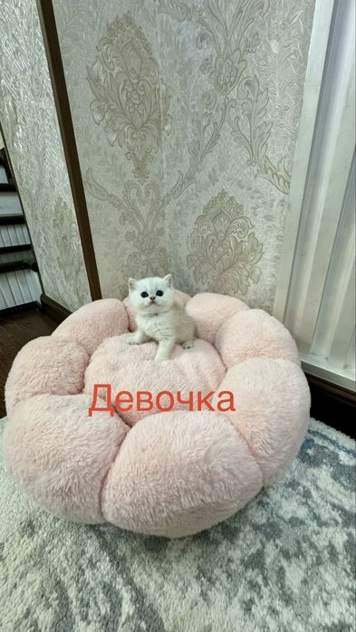 Продаётся чистокровный котята золотая шиншилла и серебристая шиншилла