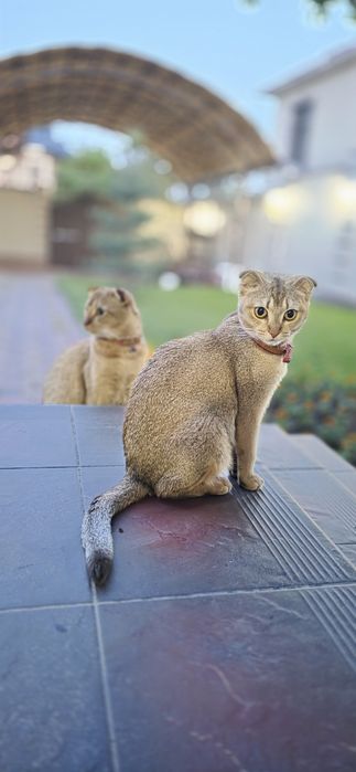 Котята на брон и продажу
