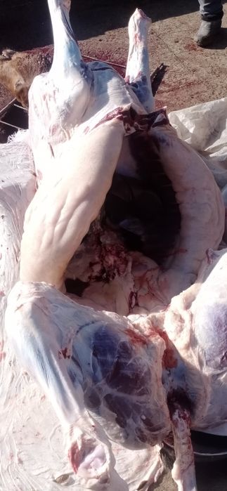 Соғым Согым Бүгінге дайын жылқы еті