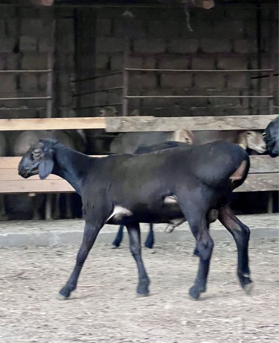 Qo’y, Qoylar, Qochqor ,кой , кочкор.