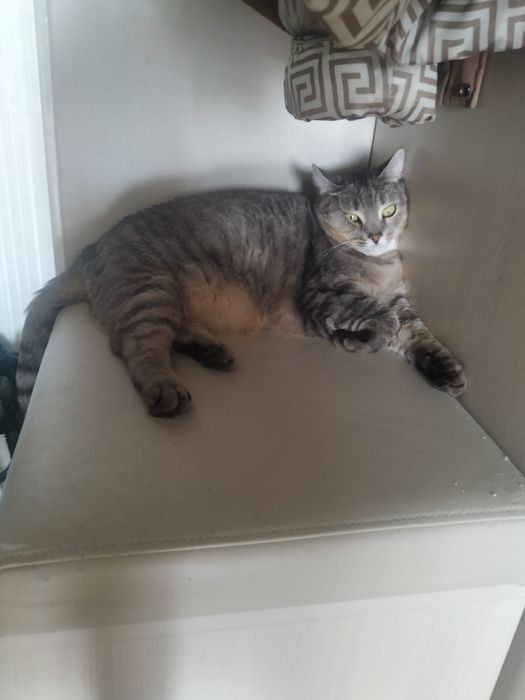 Отдам в добрые руки кошечку