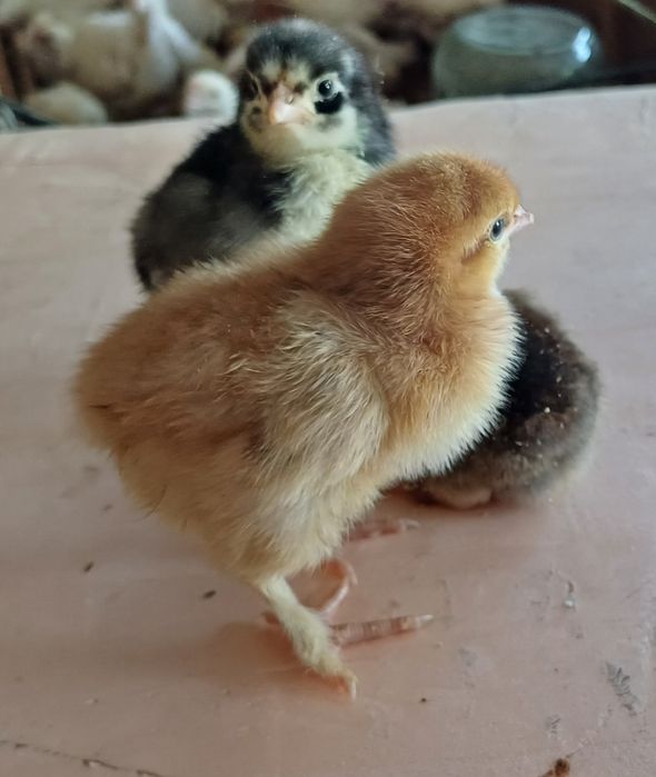 Продам цыплят несушки