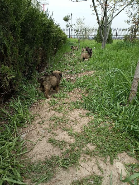 Щенки 2 месяца отдам в хорошие руки!