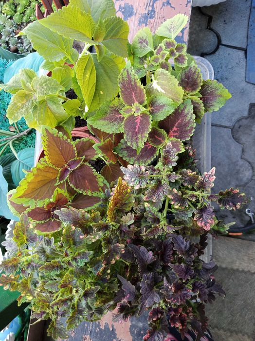 Колеусы разных видов