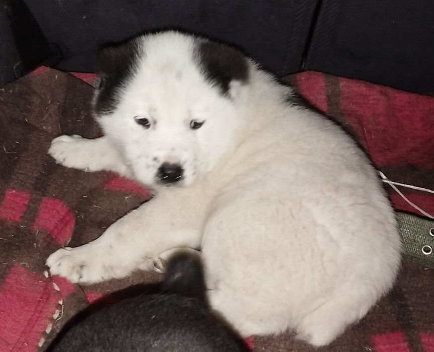 Продаётся щенок Алабая кобель