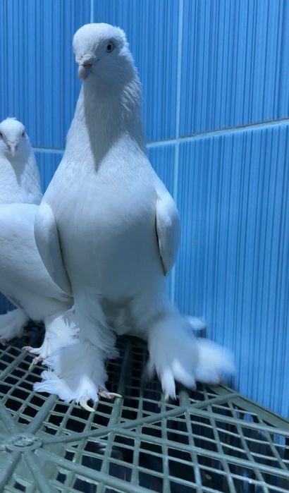 Продам Андижанских голубей