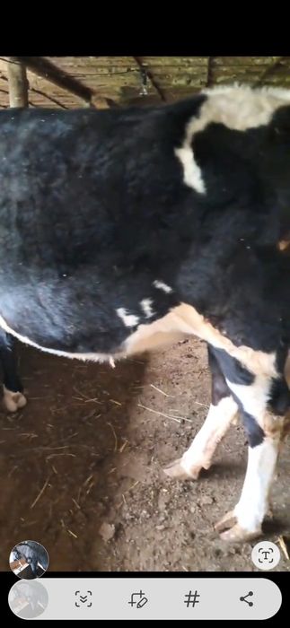 Буаз кашар сатылады