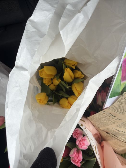 Тюльпаны тюльпаны