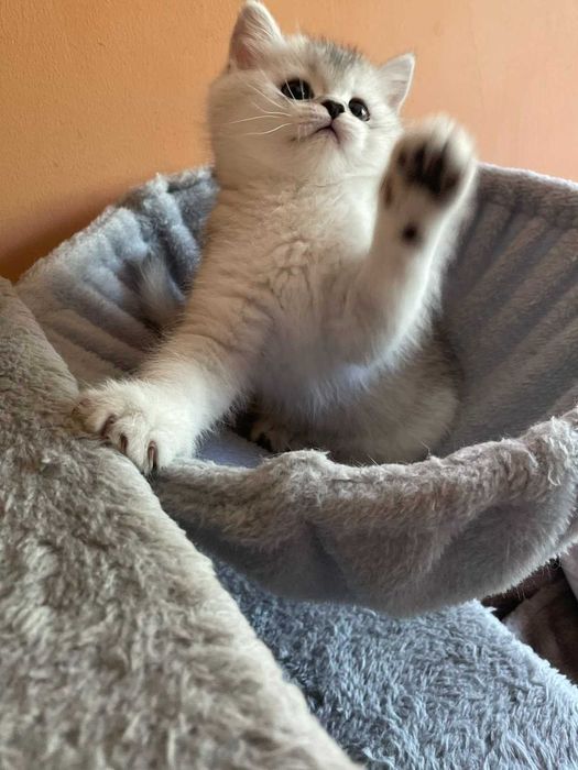 Продавам британски котки