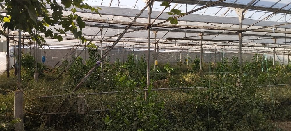 13sotixli (Teplitsa) Issiqxona sotiladi