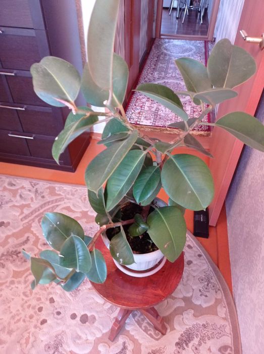 Комнатный цветок фикус