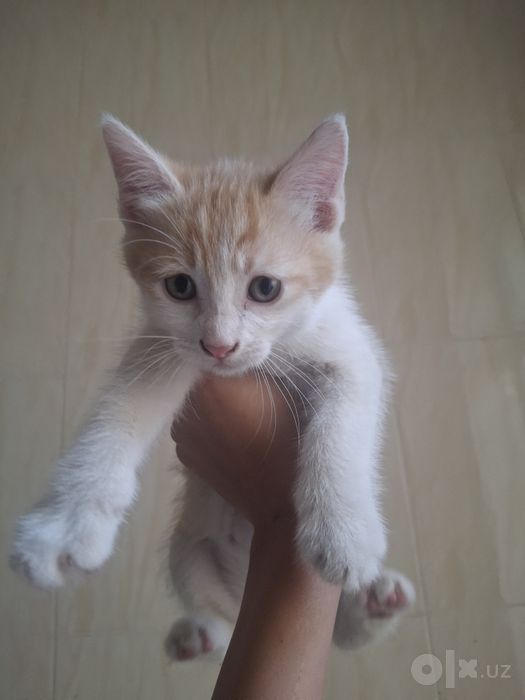 Котёнок. без породы, мальчик.