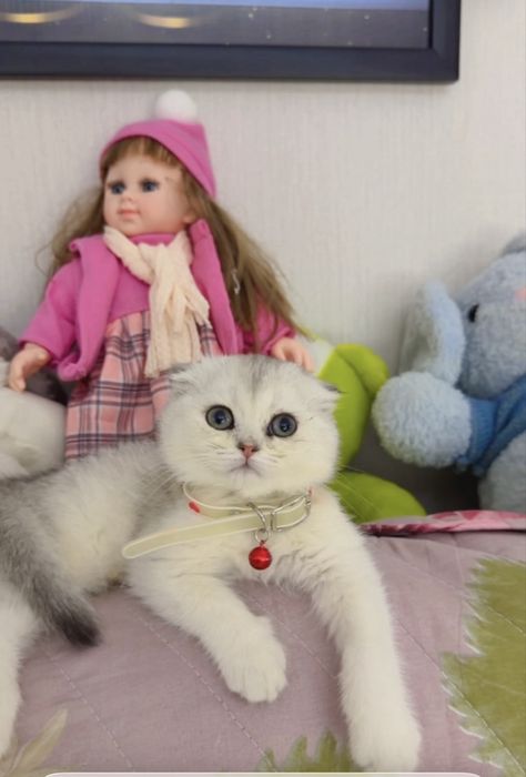 Продается британский серебристый котенок , девочкм