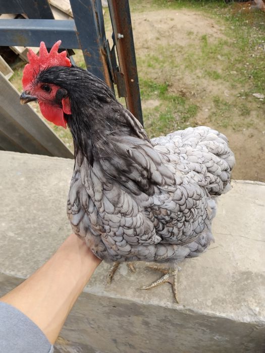 Jersi tovuq sotiladi