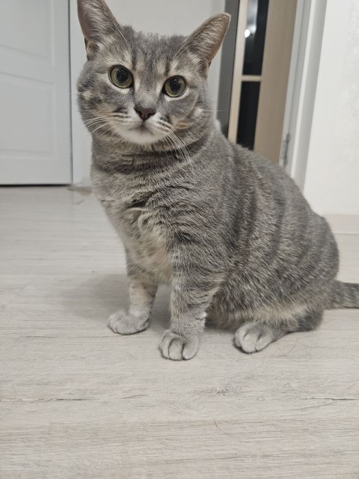 Отдам кошку в добрые руки