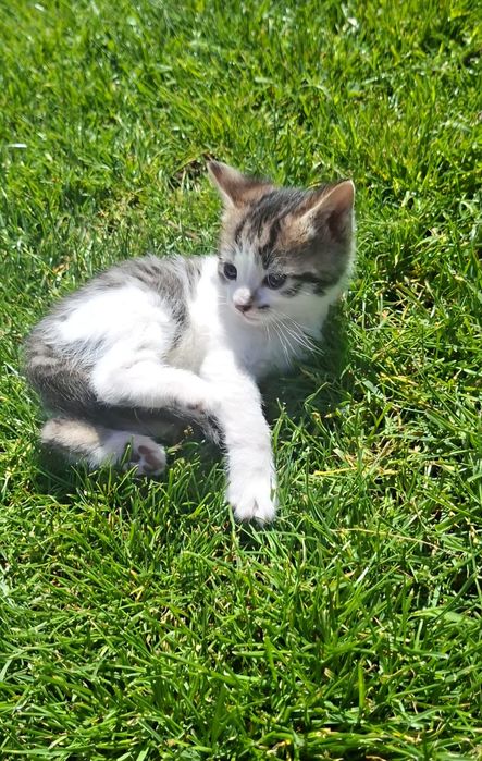 Donez 3 pui pisica de 3 saptamani.