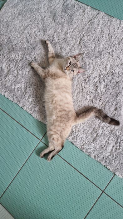 Отдам кошку добрые руки