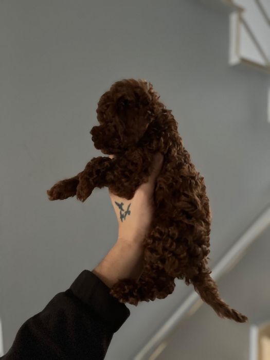 Той Пудел/Toy poodle