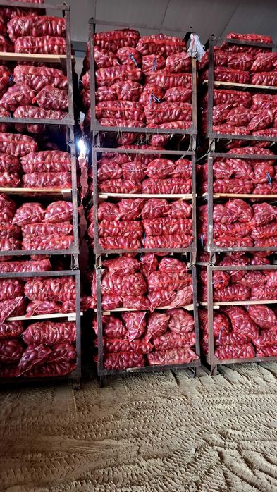 Ciapa rosie de buzau (de apă)