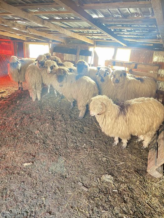 Oi de vânzare(10 buc.)