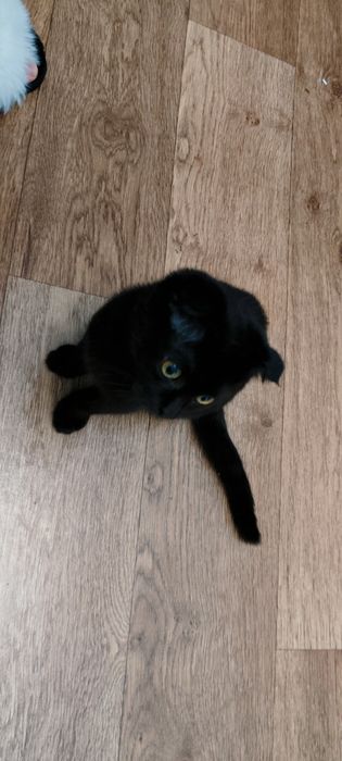 Шотландский котик скотиш фолд
