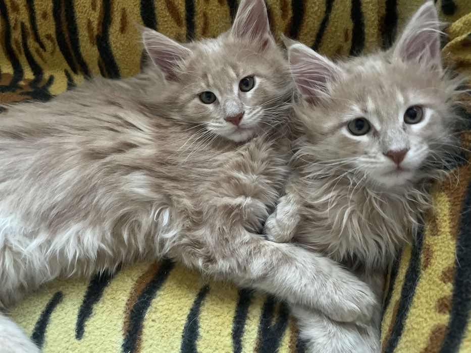 Котята породы Мейн кун