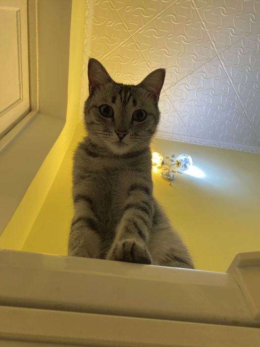 Отдам кота в хорошие руки.