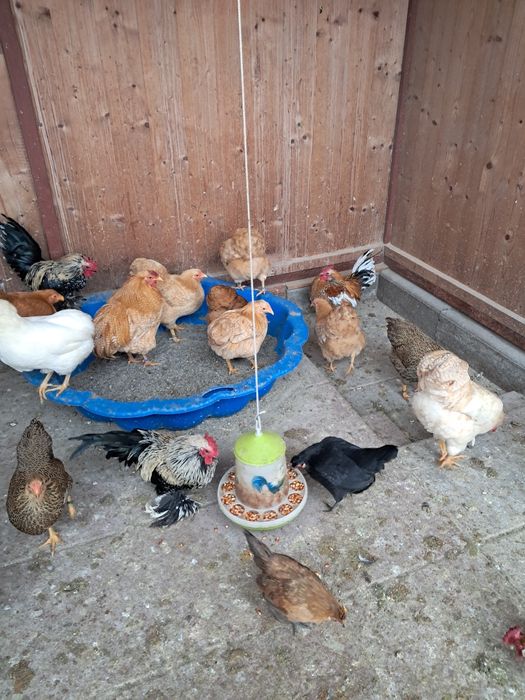 Vând Găini de Rasă Viandote pitici pe diferite culori