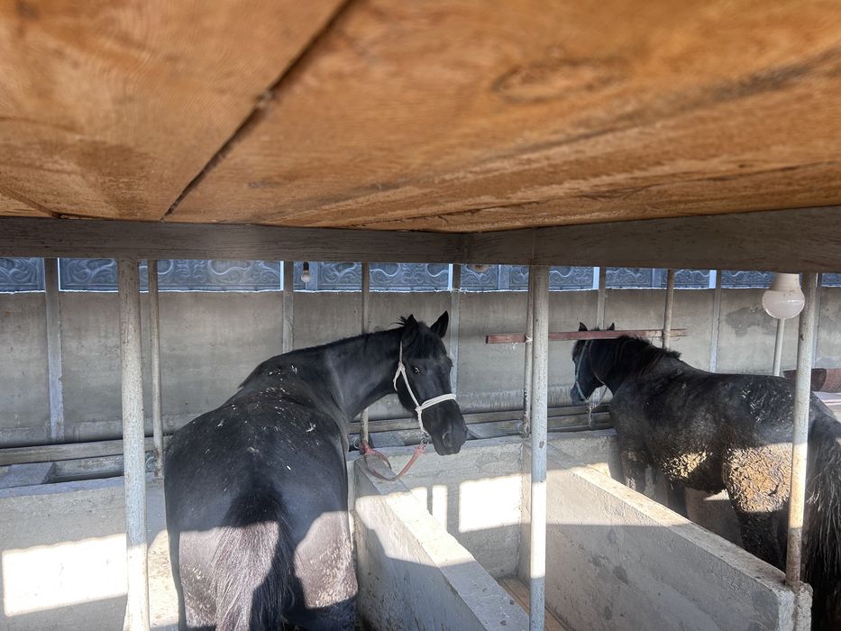 Бордақы жылқылар