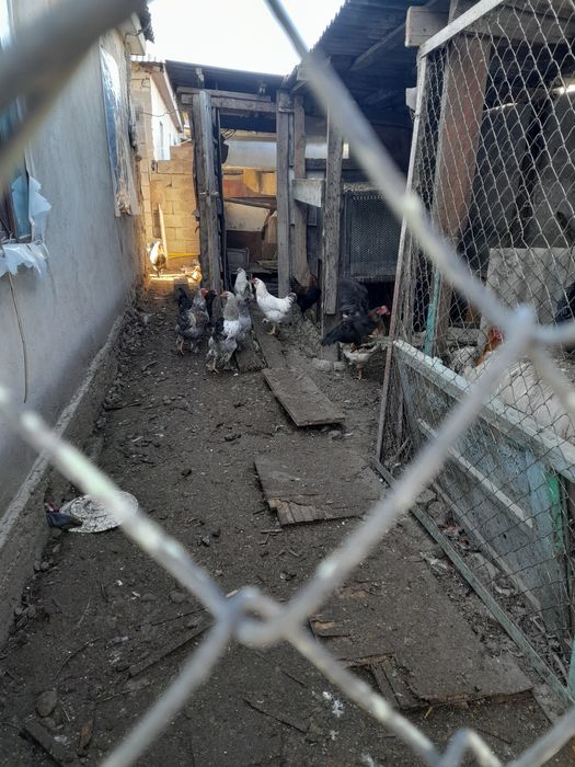 Продам молодых петухов