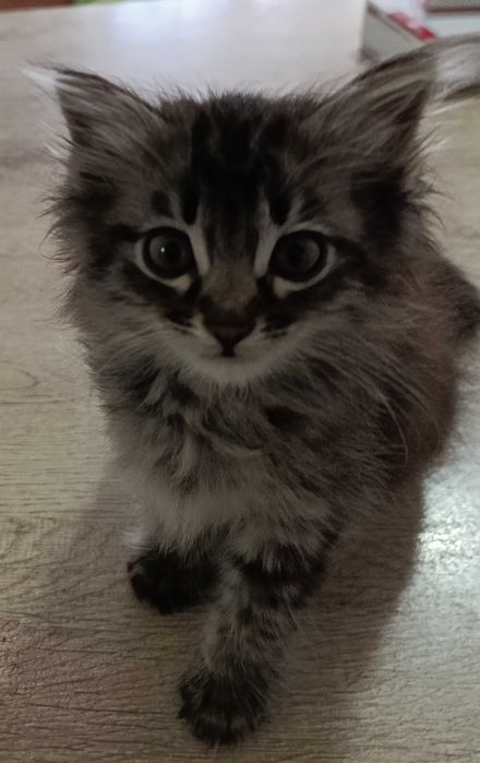 Милые, домашние котята.