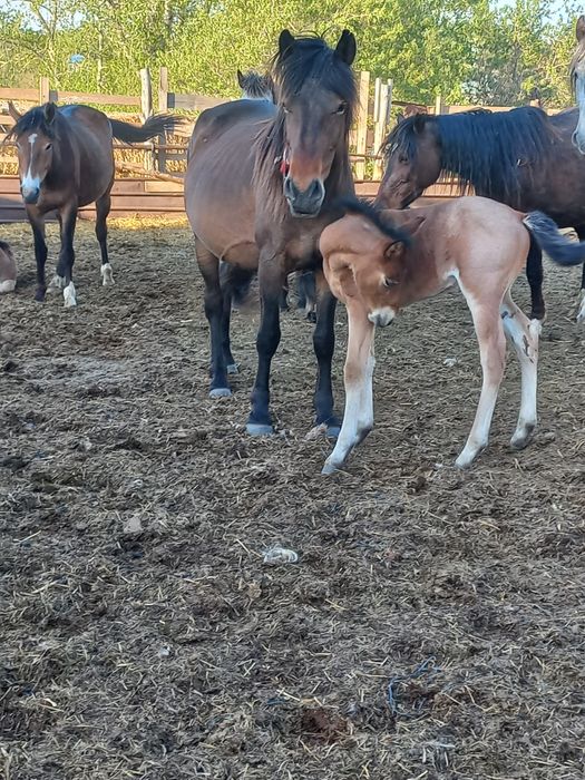 Продам лошодей Село Максимовка Сандыктауский район