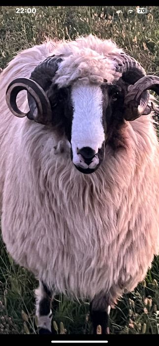 mior brez din linie  bunâ