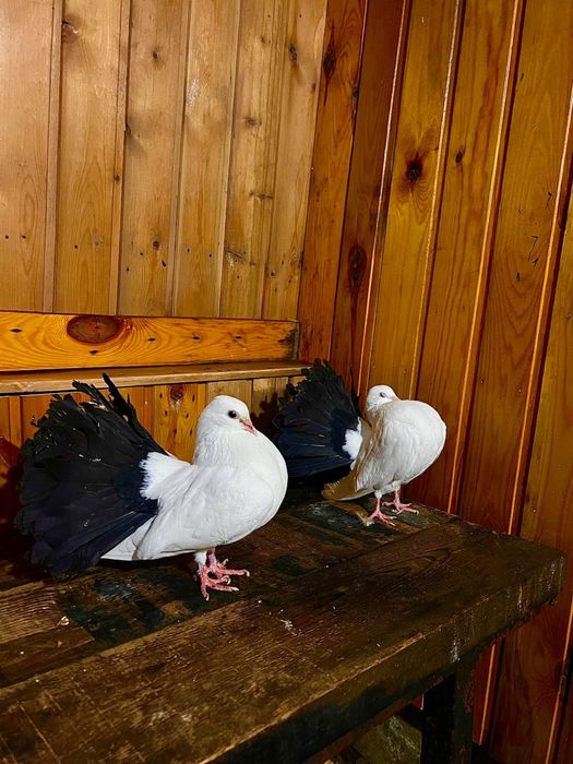 Продам голубей павлинов