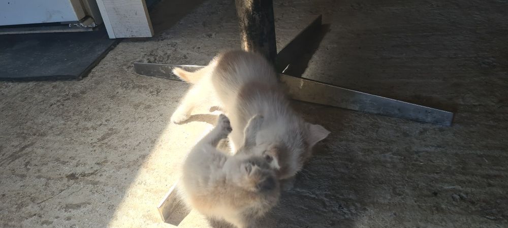 Персидский Котик