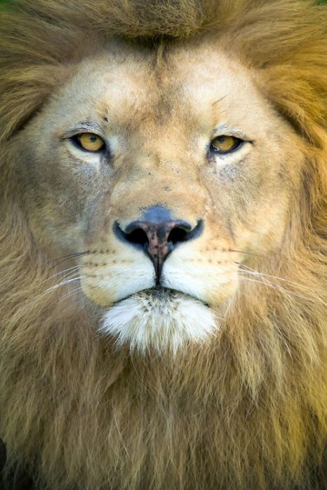 Малък хладилник Либхер