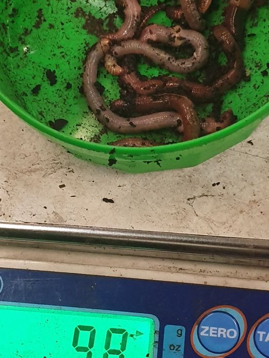 Vând viermi,rame,cutii momeala,preturi bune.