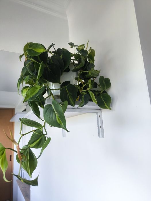 Домашние цветы в хороших грунтах