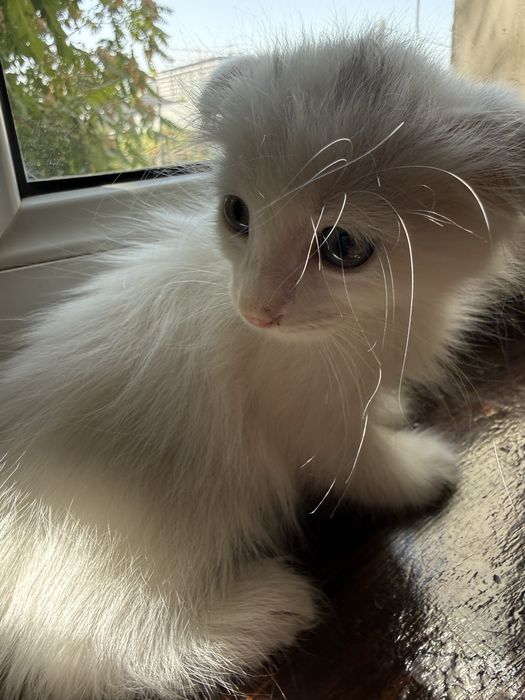 Вислоухие котята