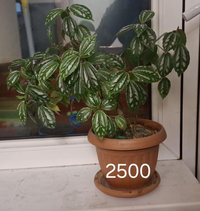 Цветы  комнатные