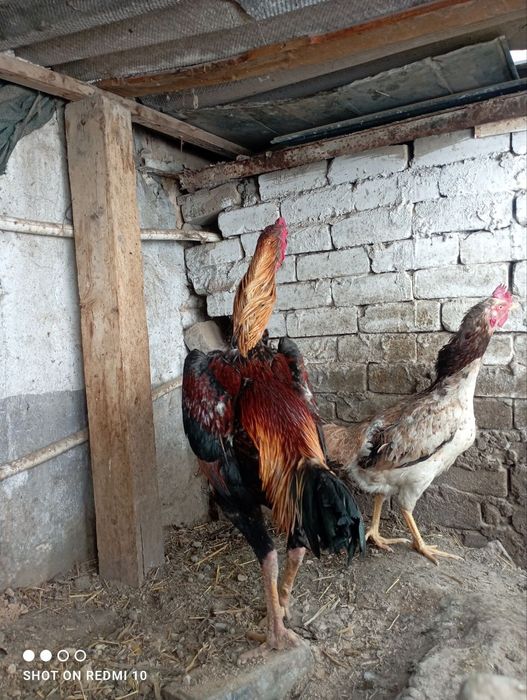 Dakan tiniqlari zotga